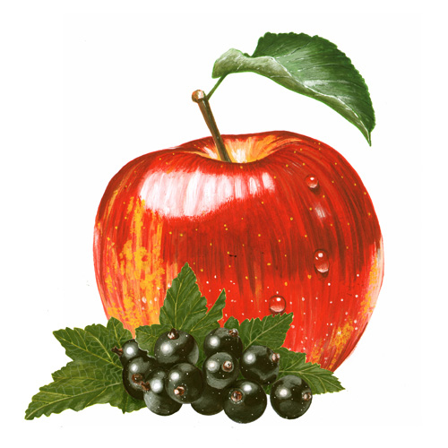 Apfel und schwarze Johannisbeeren, gesundes Obst fr Getrnke, Food-Illustrationen
