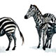 Zebras, Illustrationen