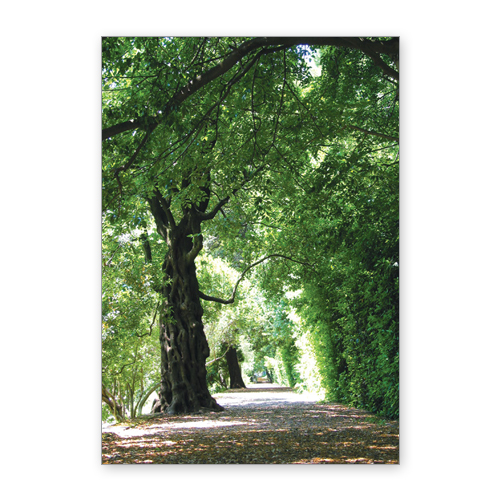 Kondolenzkarten mit Natur-Foto