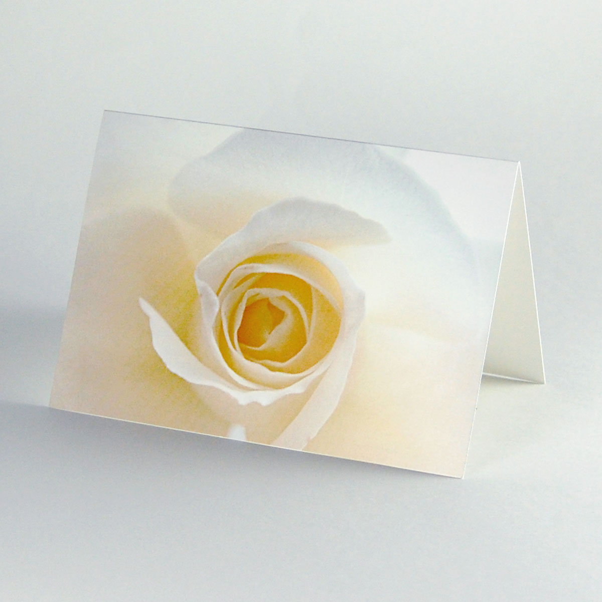 weiße Rose, Grußkarten auf edel schimmerndem Karton