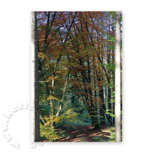 Waldweg, Trauerkarten mit Foto