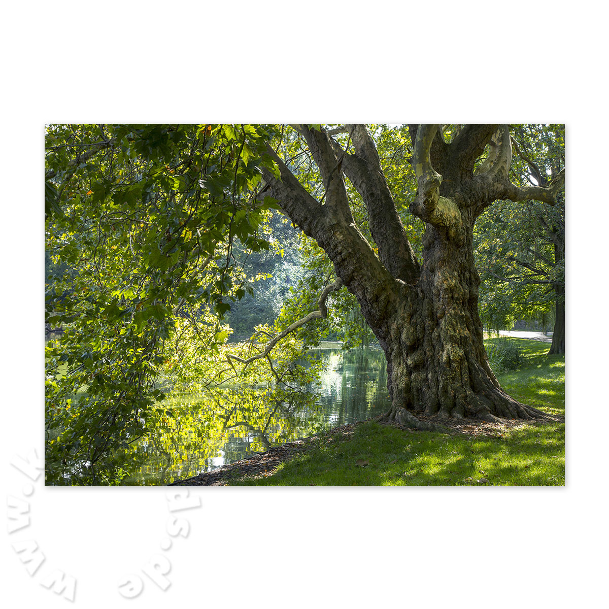 Baum am Wasser, melancholische Karten für Beileidskarten und Traueranzeigen