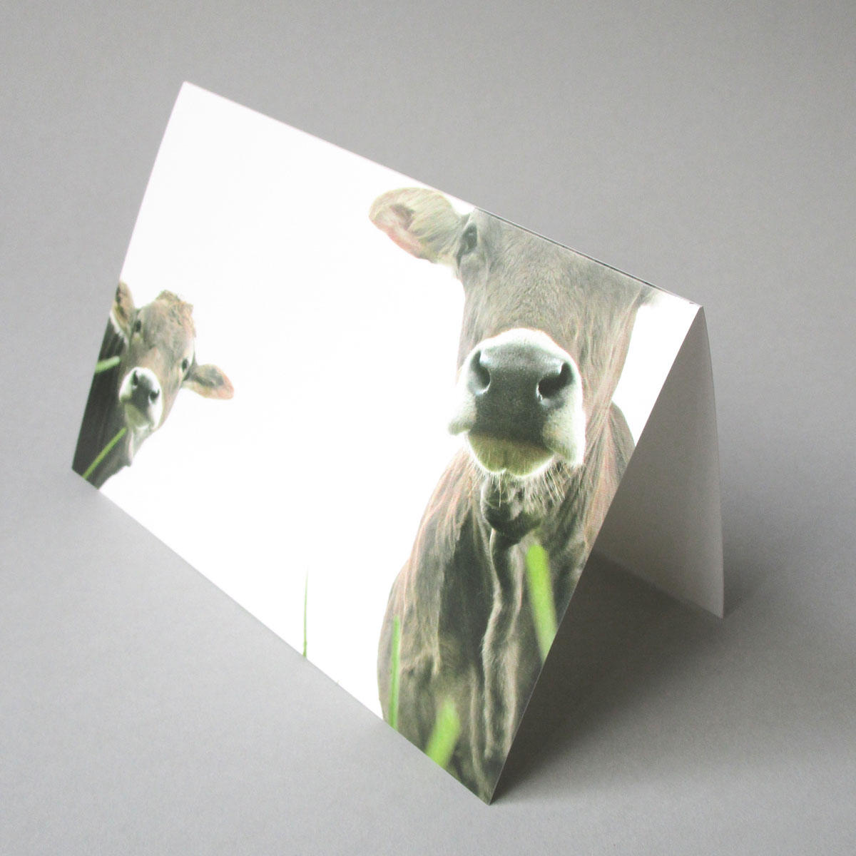 Zusammen, witzige Grußkarten mit dem Foto zweier glotzenden Kühe
