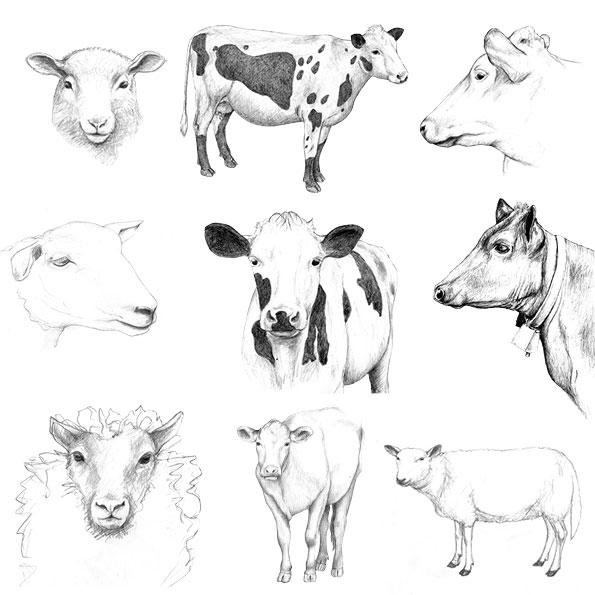 gezeichnete Tierportraits: Kühe und Schafe