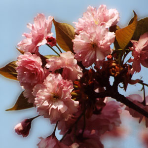 SAKURA - Japanische Kirschblüte, japanische Kalligrafie live