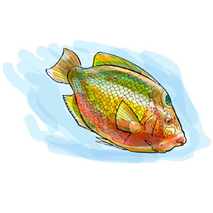 tropischer Fisch, Natur-Illustrationen