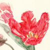 Tulpen, Frühlingskarten