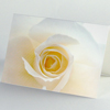 Hochzeitskarten mit weißer Rose
