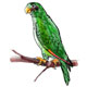 Papagei, Amazona Ventralis, Illustrationen
