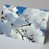 Zweig mit Schnee, Weihnachtskarten mit Foto